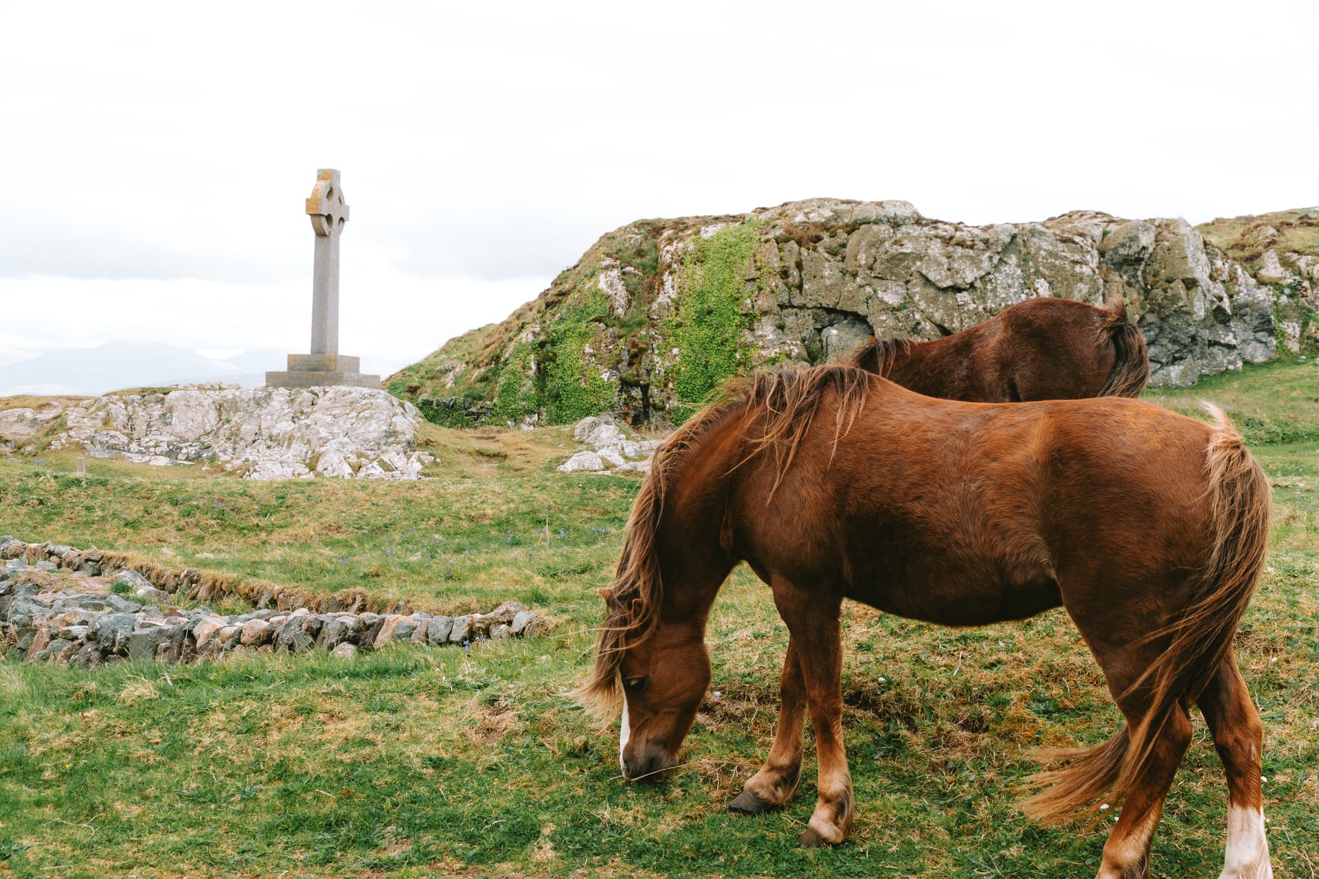 Wild Horses